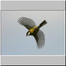 Parus major - Kohlmeise 19.jpg